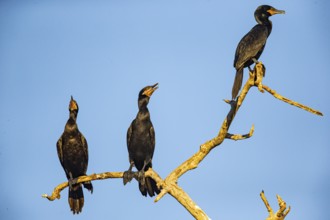 Humboldt Cormorant (Phalacrocorax brasilianus) Pantanal Brazil