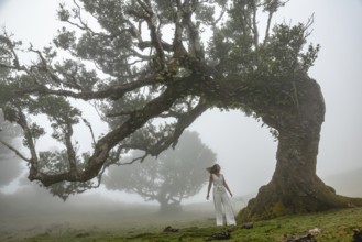 A woman stands under a majestic, misty tree, Fanal Pond, Madeira, Portugal, Europe