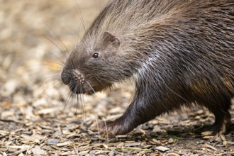 Old World porcupines (Hystrix cristata), Germany, Europe
