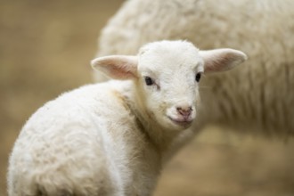 Domestic sheep (Ovis orientalis aries) lamb, portrait, Bavaria, Germany, Europe