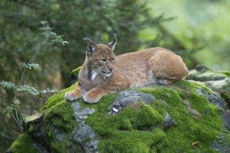 Eurasian lynx (Lynx lynx) lies on a moss-covered rock in the forest and looks attentively, Germany,