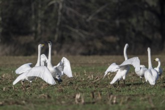 Whooper swans (Cygnus cygnus), Emsland, Lower Saxony, Germany, Europe