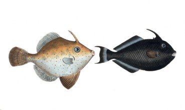 Fish, fishes, left: Balistes chinensis, the Chinese hornfish. right: Balistes ringens, the black