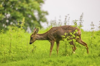 A female roe deer (Capreolus capreolus) stands in a meadow and grazes