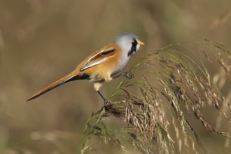Bearded tit or reedling (Panurus biarmicus) adult male bird on a reed seedhead in a reedbed,