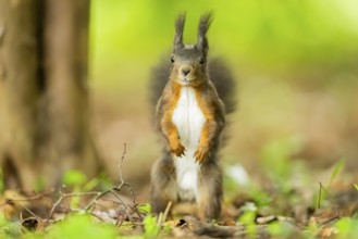 Red squirrel (Sciurus vulgaris) in a forest, Bavaria, Gernany