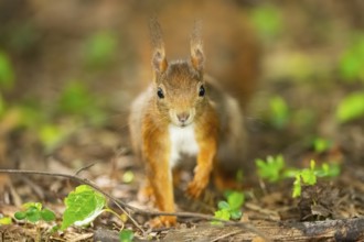 Red squirrel (Sciurus vulgaris) in a forest, Bavaria, Gernany