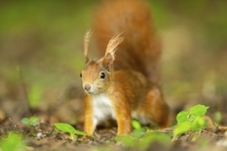 Red squirrel (Sciurus vulgaris) in a forest, Bavaria, Gernany