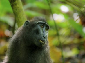 Black crested macaque (Macaca nigra), Tangoko National Park, Sulawesi, Indonesia, Asia