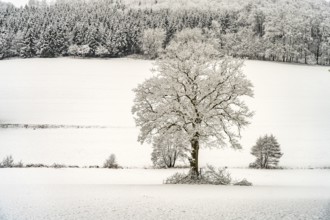 Snowy winter landscape in the Sauerland, Sundern, Hochsauerlandkreis, North Rhine-Westphalia