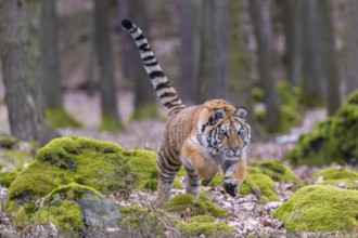 One young female Siberian Tiger, Panthera tigris altaica, walking between rocks in a forest