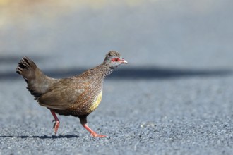 Rock Hen, Rock Quail, (Ptilopachus petrosus), Tendaba camp Kwinella area, Kwinella, South Bank,