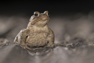 Common toad (Bufo bufo), single male, on the way to spawning waters, evening, toad migration,
