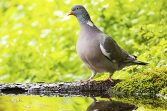 Woodpigeon (Columba palumbus) Germany