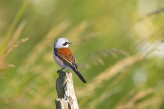 Red-backed shrike (Lanius collurio) ml Germany