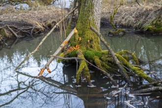Winterladscape of tree bitten by a Eurasian beaver (Castor fiber) in a swamp, Lengenbach, Deining,