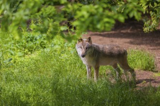 An adult male gray wolf (Canis lupus lupus) runs across a green meadow in hilly terrain
