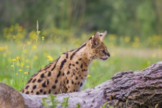 A serval, Leptailurus serval, sits behind a dead tree lying on a green meadow with some dandelion