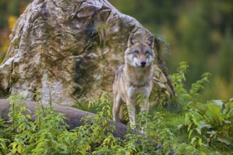 One eurasian gray wolf (Canis lupus lupus) stands on a log in front of a rock between green