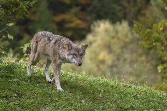 A Eurasian gray wolf (Canis lupus lupus) runs across a green meadow in hilly terrain. Colorful