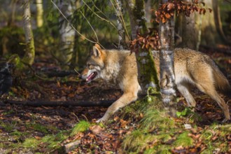 A female gray wolf (Canis lupus lupus) runs across a forest