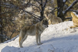 Two grey wolves (Canis lupus lupus) stand on a snow-covered hill near a dead tree on a cold, sunny
