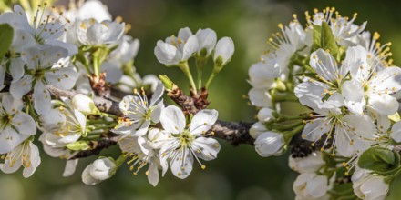Blossoming mirabelle tree in spring, tree blossom, fruit tree blossom, Stuttgart,