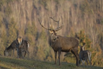 Red Deer buck standing on a meadow in autumn