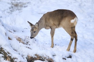 Roe deer (Capreolus capreolus) in a forest in winter, snow, Bavaria, Germany, Europe