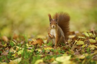 Eurasian squirrel (Sciurus vulgaris), standing in a meadow full of autumn leaves with colourful