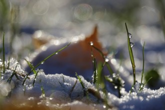 First snow, November, Germany, Europe