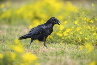 Common raven (Corvus corax) on a flowering meadow in autumn, Pyrenees, Catalonia, Spain, Europe