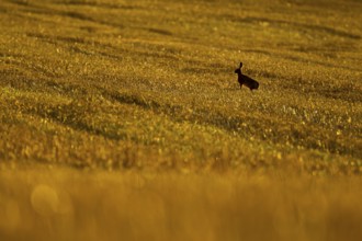 European brown hare (Lepus europaeus) adult animal in a farmland stubble field at sunset, England,