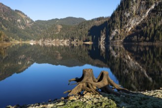 The Vordere Gosausee in autumn with a view of the Gasthof Gosausee. Two uprooted tree stumps in the