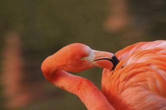 Flamingo with intense orange plumage in calm surroundings, Cuban flamingo (Phoenicopterus ruber),