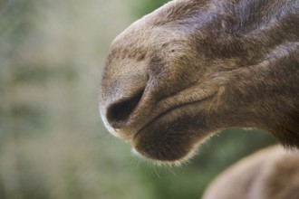 Elk (Alces alces) detail, nose, Bavaria, Germany, Europe
