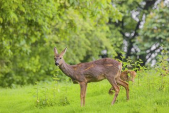 A female roe deer (Capreolus capreolus) and her fawn stand in a meadow