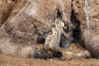 Yosemite National Park, California - The base of a giant sequoia in the Mariposa Grove of Giant