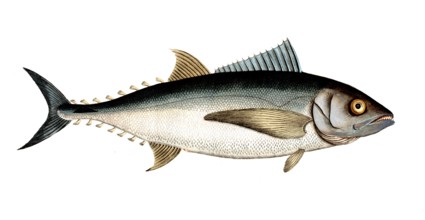 Fish, Fish, Group of perch relatives, Scomber thynnus, Historical, digitally restored reproduction