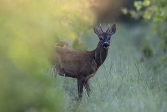 Roebuck in summer, leaf time, Wittlich, Rhineland-Palatinate, Germany, Europe