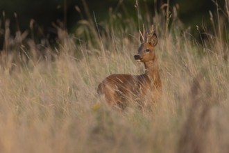 Roebuck, leaf time, Wittlich, Rhineland-Palatinate, Germany, Europe