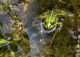 Edible Frog (Pelophylax esculentus), Münsterland, North Rhine-Westphalia, Germany, Europe
