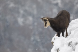 One chamois (Rupicapra rupicapra) standing on snow covered rocks, with distant forest in the