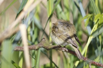Chiffchaff or willow warbler (Phylloscopus collybita), sleeping animal in the biotope,