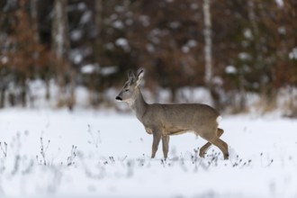 One young male Roe Deer, Roe buck (Capreolus capreolus), walking over a snowy meadow. Trees in the