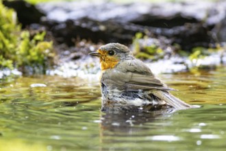 European robin (Erithacus rubecula) bathing Germany