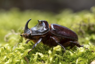 Rhinoceros beetle (Oryctes nasicornis), male, Oberhausen, Ruhr area, North Rhine-Westphalia,