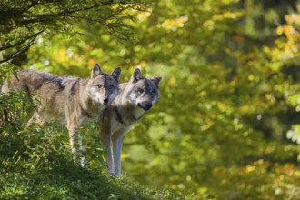 Two eurasian gray wolves (Canis lupus lupus) stand on a hill, observing the area. A forest in fall
