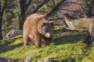 An adult female brown bear (Ursus arctos arctos) walks through hilly terrain with trees and rocks