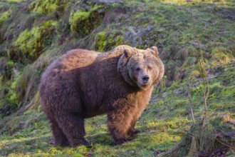 An adult female brown bear (Ursus arctos arctos) walks through hilly terrain with trees and rocks